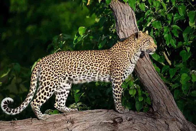 10 Day Zimbabwe and Chobe NP Tour - Why this Zimbabwe to Chobe route makes sense