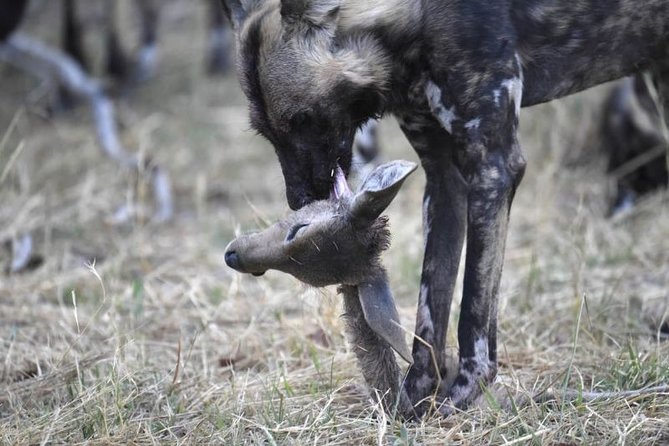10 Day Zimbabwe and Chobe NP Tour - Hwange National Park, big five focus without the big-crowd feel
