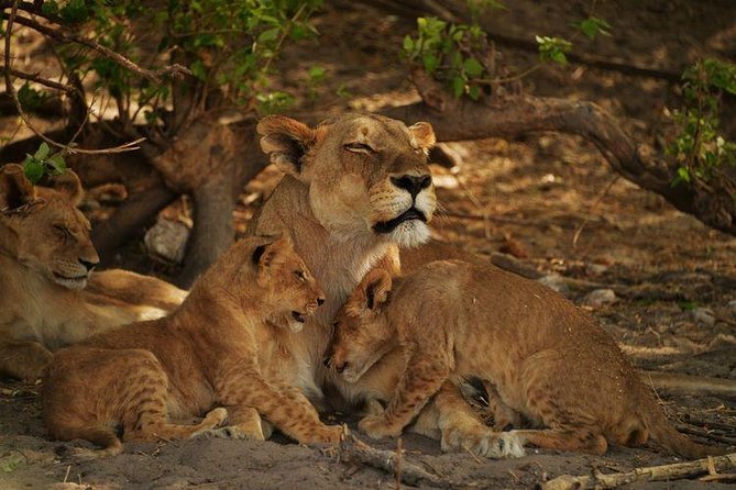 2-Day Camping Safari in Chobe National Park from Victoria Falls - Key things that make this safari work