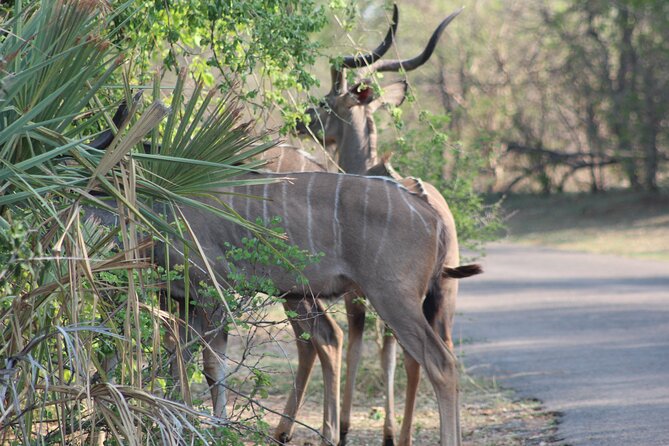 2-Day Camping Safari in Chobe National Park from Victoria Falls - Victoria Falls to Chobe, done in a tight schedule