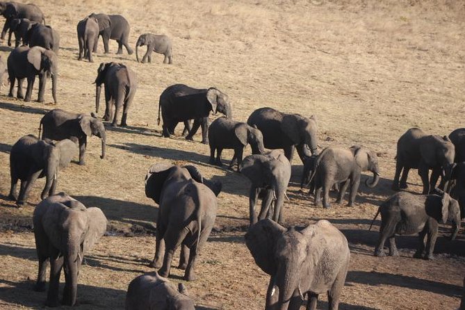 2-Day Camping Safari in Chobe National Park from Victoria Falls - Game drives: two chances to catch the big moments