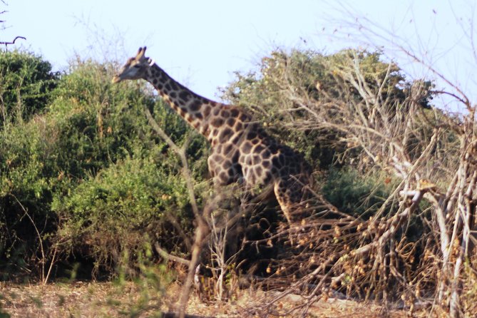 2-Day Camping Safari in Chobe National Park from Victoria Falls - Price and value: does $525 make sense for this short trip?