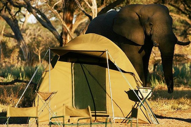 2-Day Camping Safari in Chobe National Park from Victoria Falls - The Chobe river cruise: your best shot at fast wildlife