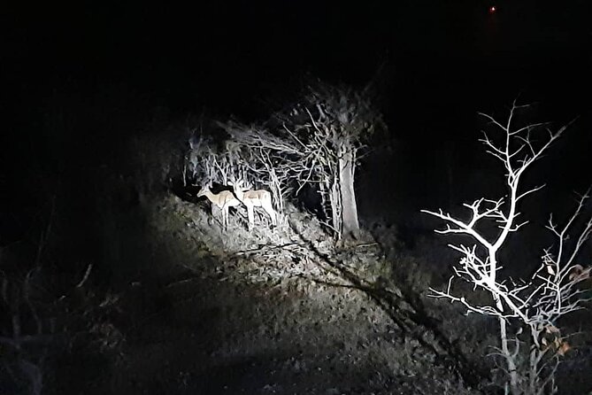 2 Hour Stargazing Tour in Victoria Falls NP Area in 4x4 - What the night experience really feels like