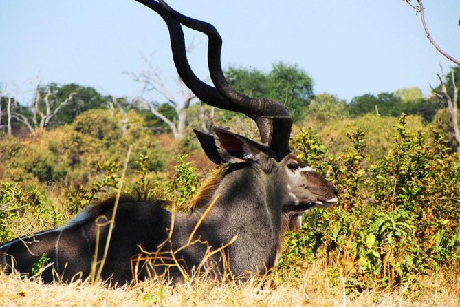 3 Day Chobe National Park Camping Safari - Key Things I’d Pay Attention To Before You Go