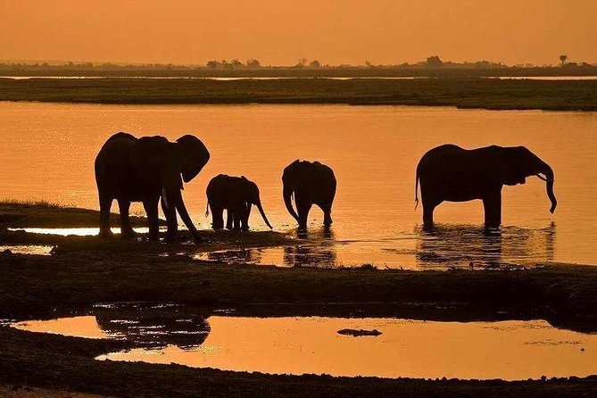3 Day Chobe National Park Camping Tour - Chobe at First Light, Day 2 Game Drives and Why the Timing Matters
