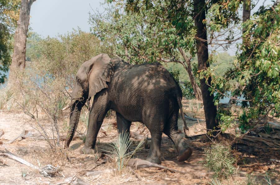 3 Days Explore Zambia, Zimbabwe and Chobe Park in Botswana - Day 1: Rhino Walking in Mosi-oa-Tunya, Livingstone Museum, and Victoria Falls from Zambia