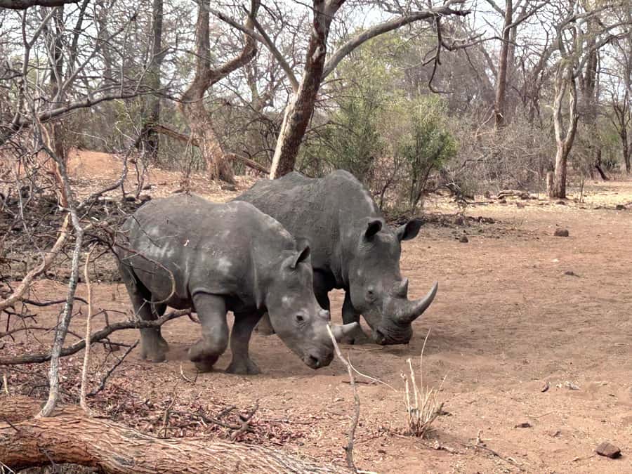 3 Days Explore Zambia, Zimbabwe and Chobe Park in Botswana - Day 3: Early Chobe Game Drive and Chobe River Boat Safari in Botswana