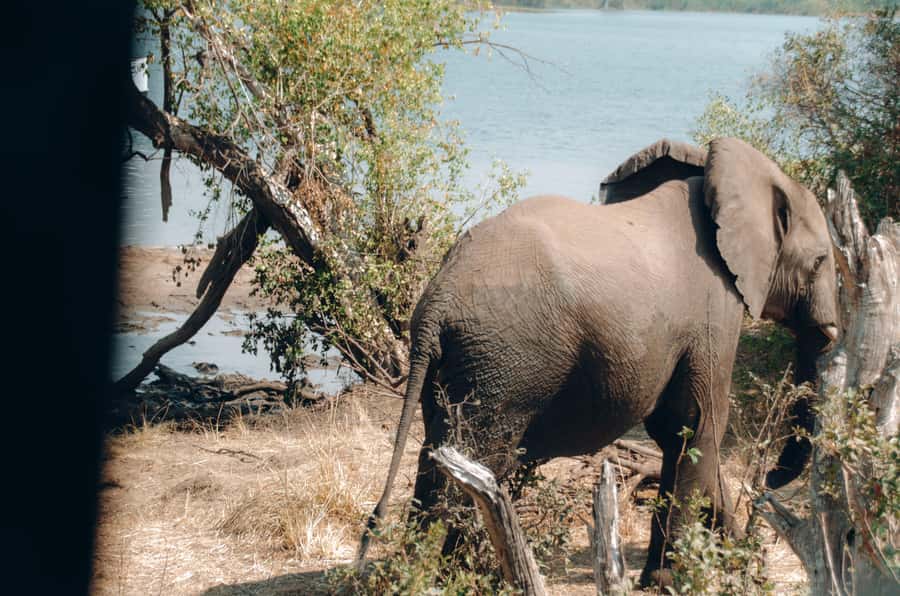 3 Days Explore Zambia, Zimbabwe and Chobe Park in Botswana - Day 2: Mukuni Village Leya Culture and Victoria Falls Touring from Zimbabwe