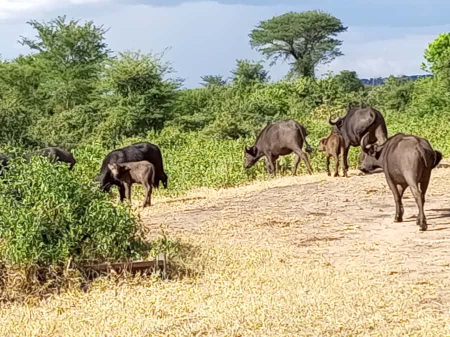 3 Days Victoria Falls and Full day Chobe National Park - Victoria Falls first, with the spray doing the work