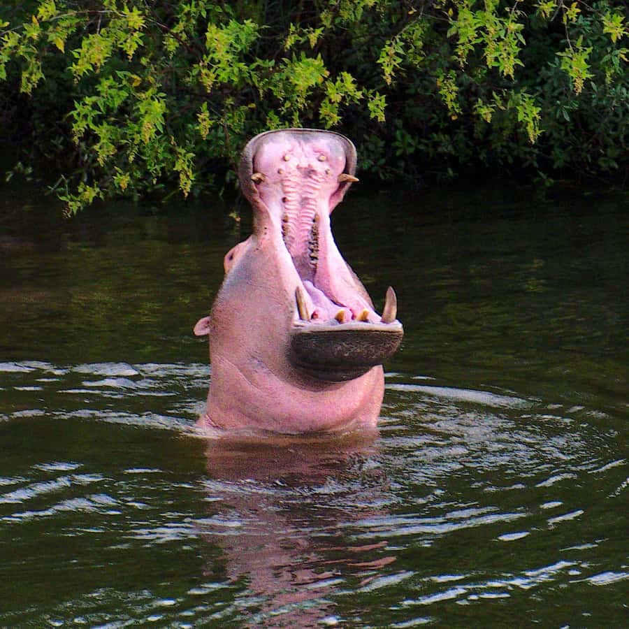 3 Days Victoria Falls and Full day Chobe National Park - Chobe jeep safari: the land game