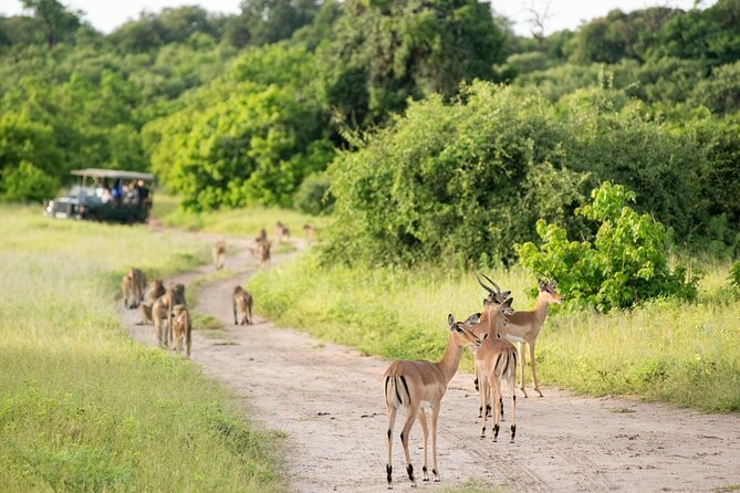 4-Day Victoria Falls and Hwange National Park Tour - Day 2 Hwange National Park: early pickup, breakfast, then wildlife