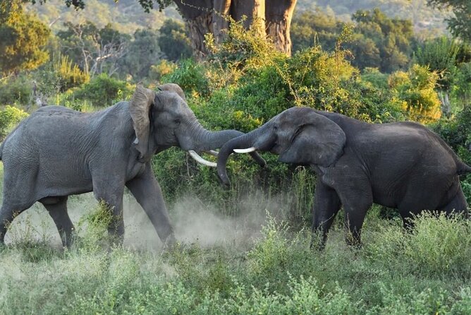 4 Days Victoria Falls Safari Tour & Chobe National Park game drive - Where the lodge fits, and why the meals matter on safari