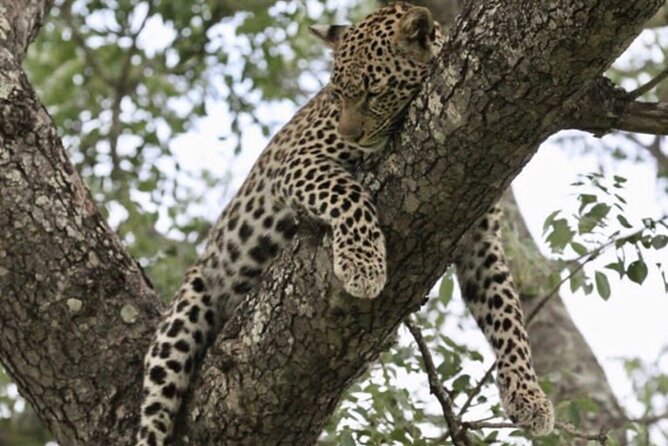 4 Days Victoria Falls Safari Tour & Chobe National Park game drive - Price and value: what $1,850 covers, and what to add