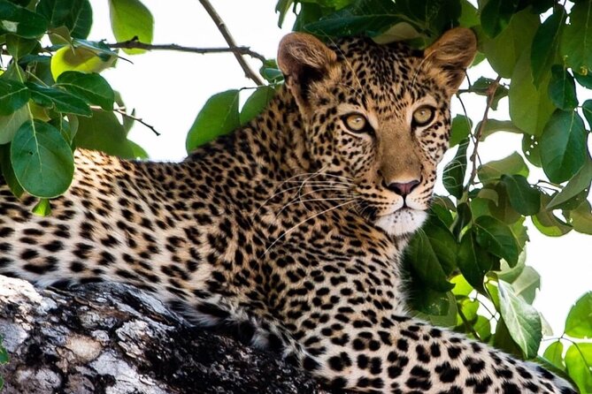 4 Days Victoria Falls Safari Tour & Chobe National Park game drive - Who this 4 day Victoria Falls and Chobe tour suits best