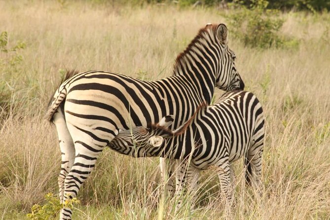 4 Days Victoria Falls Safari Tour & Chobe National Park game drive - Day 1 on the Zambezi: sundowners, wines, and wildlife at the waterline