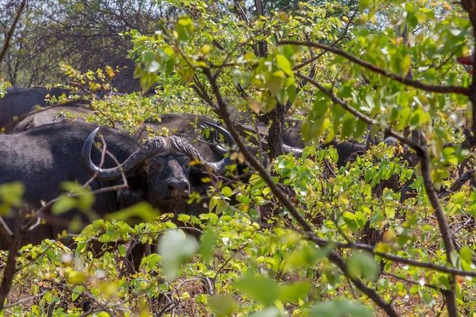 4 Days Victoria Falls Zimbabwe with Chobe National Park Safari Botswana and Livingstone Zambia - Livingstone, Zambia: Colonial-Era Context Without Dragging It Out