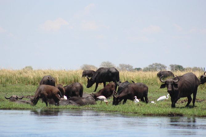 5-DAY Victoria Falls and Chobe National Park - Day 4 in Victoria Falls, Where Optional Tours Turn You From Visitor Into Chooser