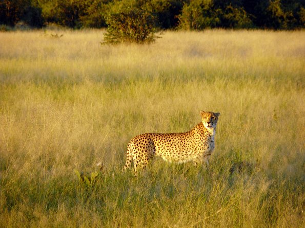 5 Day Victoria Falls and Chobe National Park Camping Tour - Chobe boat cruise adds a second kind of wildlife viewing