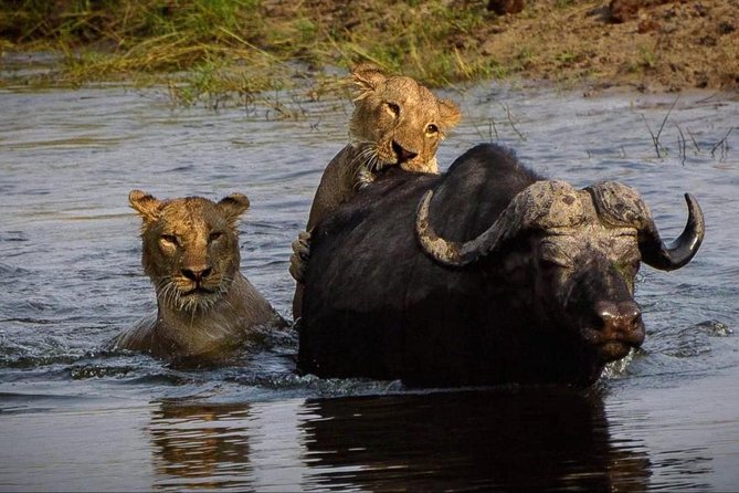 5 Day Victoria Falls and Chobe National Park Camping Tour - Camping, meals, and how the comfort level feels day to day
