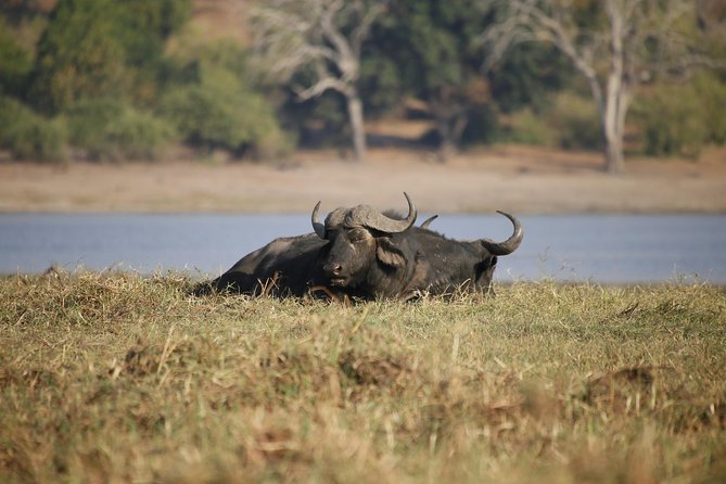 5 Day Victoria Falls and Chobe National Park Luxury Accommodated Tour - Who Should Book This Tour?