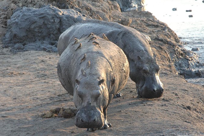 5 Day Victoria Falls and Hwange National Park Accommodated Safari Tour - Why Victoria Falls and Hwange fit together so well