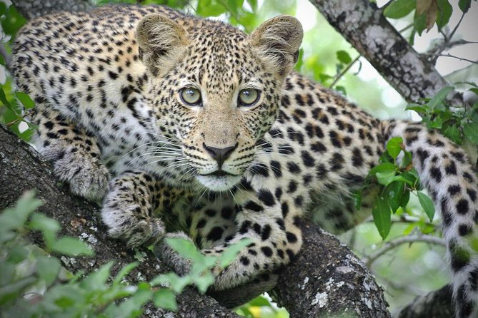 5 Day Victoria Falls and Hwange National Park Accommodated Safari Tour - Hwange National Park across multiple days: where your safari time actually adds up