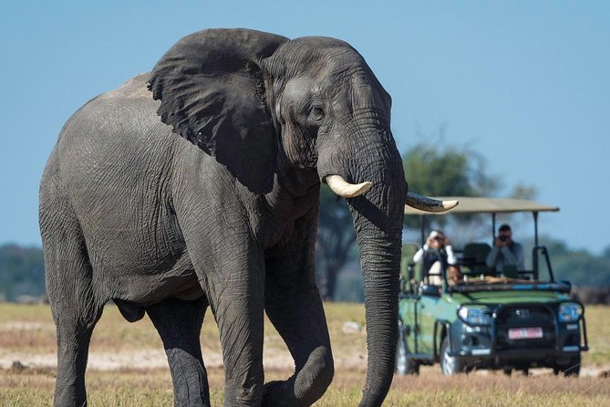 5 Day Victoria Falls and Hwange National Park Accommodated Safari Tour - Group size, pickup, and how Simon-style coordination changes your trip