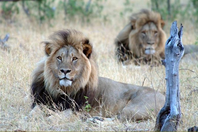 5 Day Victoria Falls and Hwange National Park Accommodated Tour Safari - Why Hwange + Victoria Falls Fits Together in 5 Days