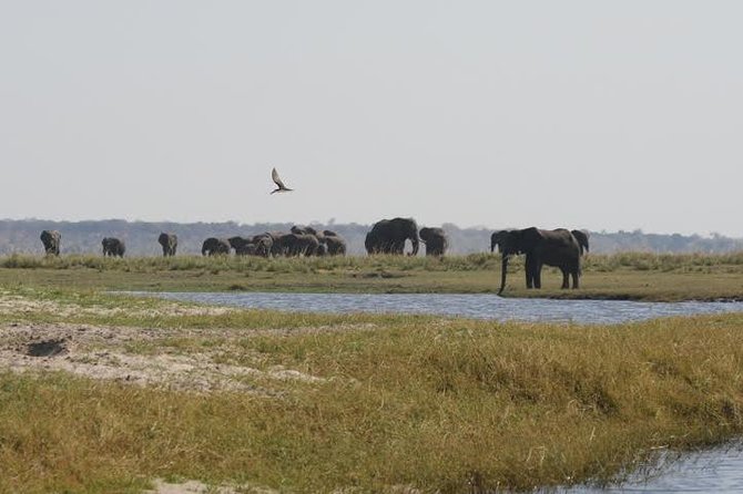 5 Day Victoria Falls and Hwange National Park Accommodated Tour Safari - Price and Value: What $1,365 Really Covers