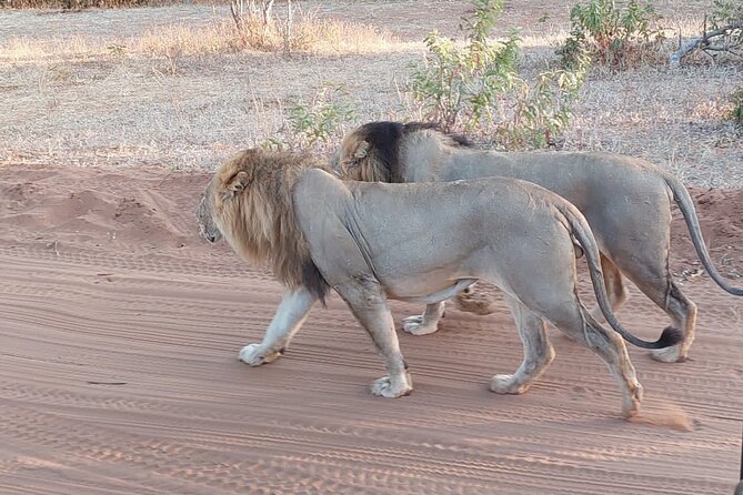 6 Days Victoria Falls Chobe Wildlife and Okavango Delta Tour - Chobe River cruise: why this 3-hour boat matters