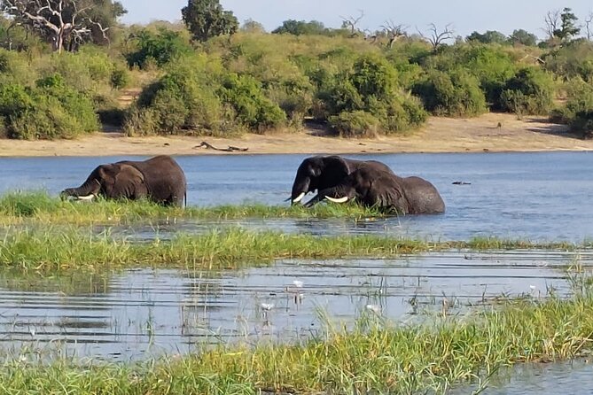 6 Days Victoria Falls Chobe Wildlife and Okavango Delta Tour - Day 2 in Chobe: morning and afternoon drives that follow the animals