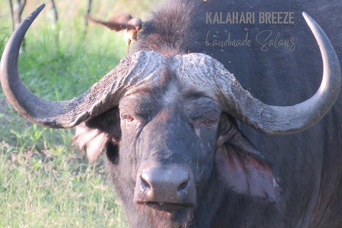 7 Day Highlights Of Botswana Overland Tour – ACCOMODATED (midrange) - Maun as a recharge step, plus your full Okavango Delta day