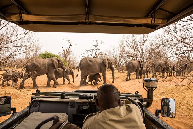 8 Day Chobe NP, Elephant Sands, Okavango Delta & Victoria Falls - Day 7 Moremi Game Reserve: full-day drive for lions, leopards, and more