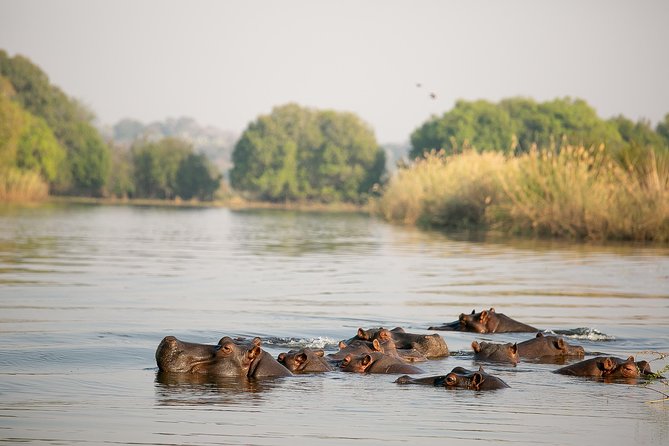 Birdwatching Cruise in Zambezi River with Breakfast - Spotting African pitta and Narina trogon without losing the plot