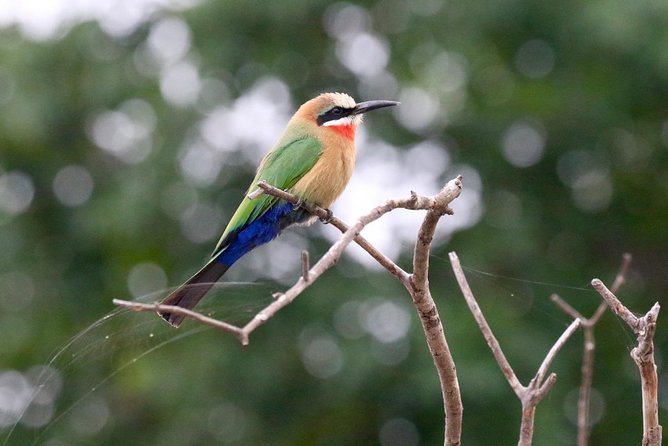 Birdwatching Cruise in Zambezi River with Breakfast - Value check: is $85 worth it for a Victoria Falls birdwatching breakfast?