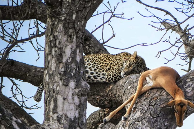Chobe Botswana Day Trip River and Land Safari from Victoria Falls - The Morning Transfer and Chobe Game Drive Setup