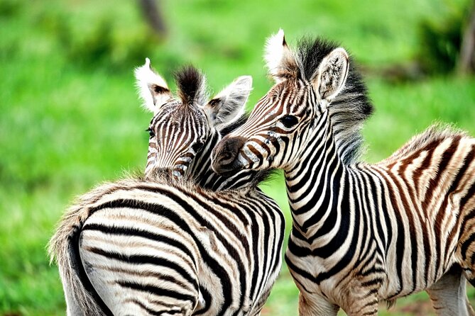 Chobe Botswana Day Trip River and Land Safari from Victoria Falls - Lunch at Chobe Safari Lodge: A Real Break, Not a Gap