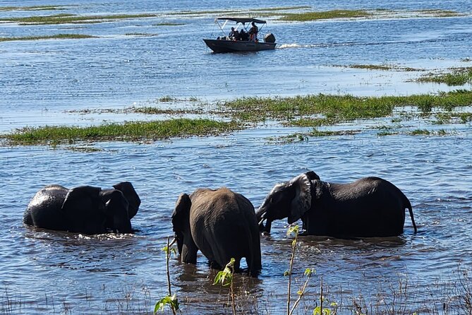 Chobe Botswana Day Trip River and Land Safari from Victoria Falls - Getting Back to Victoria Falls by About 6pm
