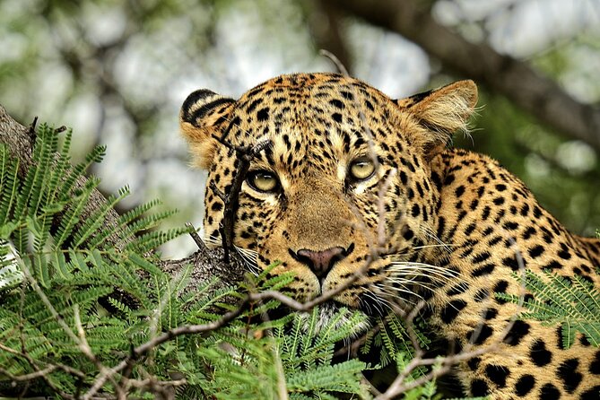Chobe Botswana Day Trip River and Land Safari from Victoria Falls - Price, Included Pieces, and Real Value at $195