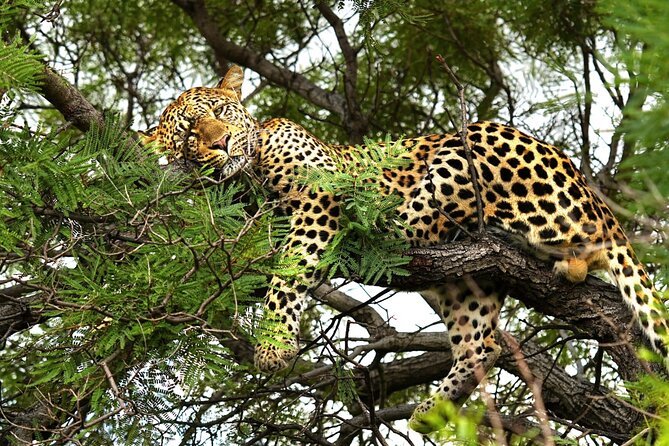 Chobe Botswana Day Trip River and Land Safari from Victoria Falls - Jeep and River in One Day: The Best Wildlife Coverage