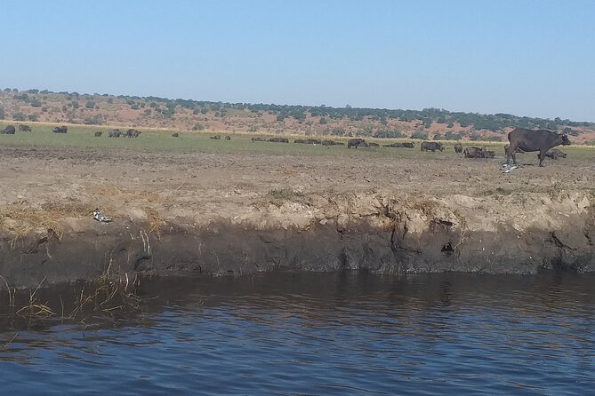 Chobe Botswana Full-Day Trip - Lunch in Botswana: a real break, with bottled water and a soft drink