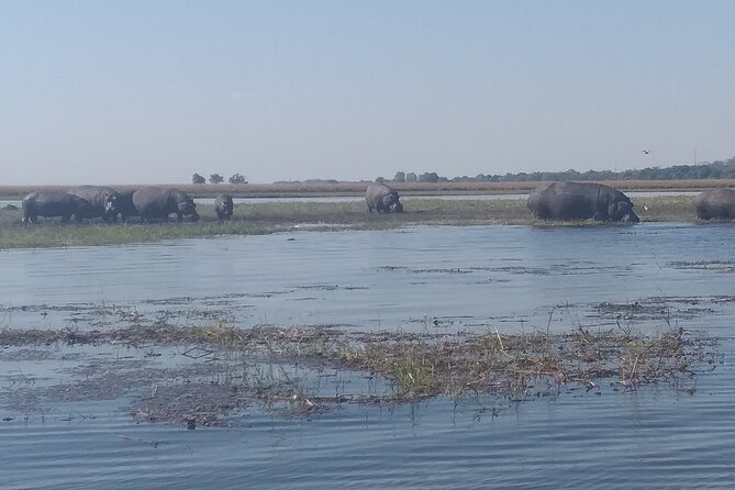 Chobe Botswana Full-Day Trip - Price and what you actually get for $360