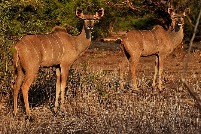 Chobe Day Trip - Chobe in One Long Day, From Victoria Falls to Kasane