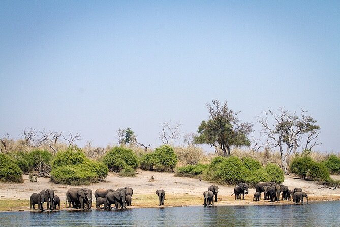 Chobe Day Trip - The 4x4 Afternoon Game Drive, Lions, Leopards, and the Rest