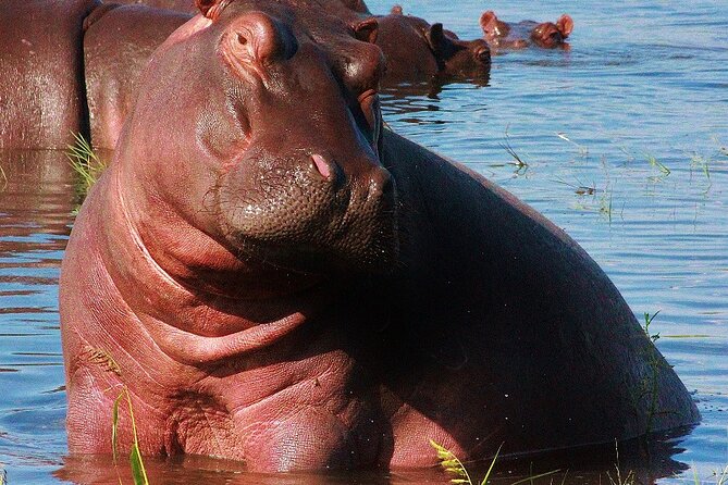 Chobe Day Trip - Lunch, Water, and the Money Stuff You Should Plan For