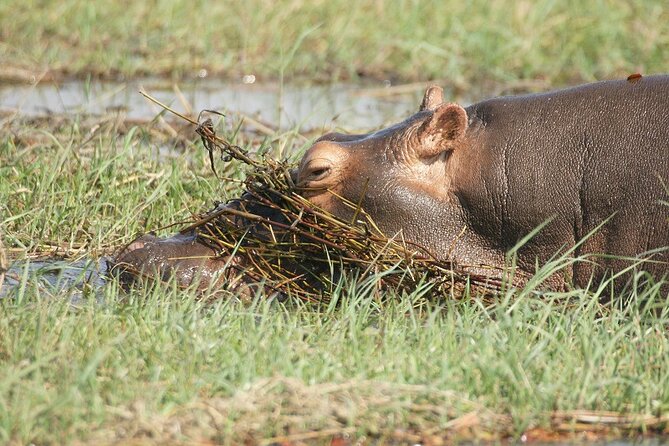 Chobe Day Trip - Who Should Book This Chobe Day Trip, and Who Might Skip It
