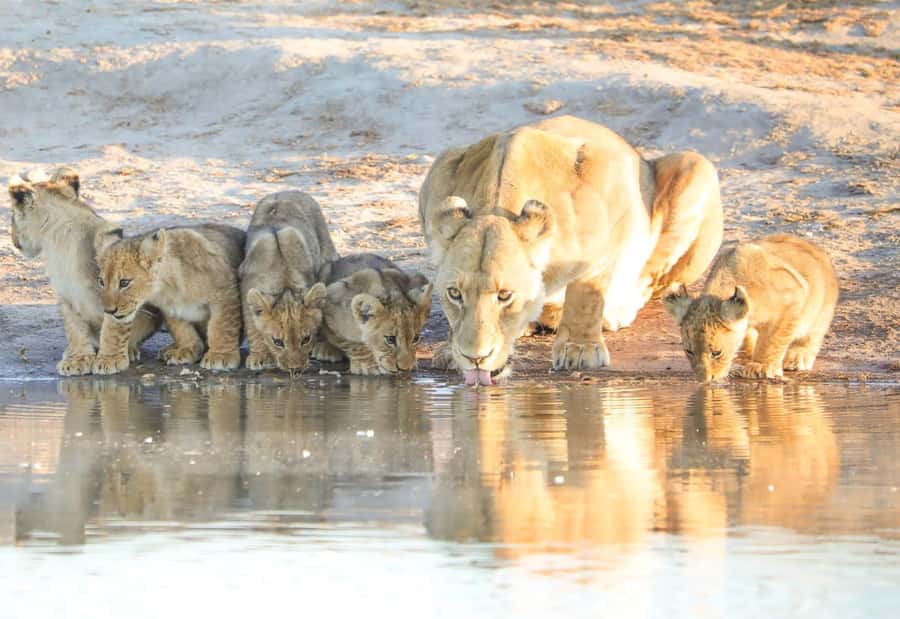 Chobe Day Trip - From Vic Falls - With Lunch (Buffet) - Key Things to Know Before You Go