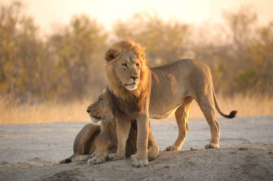 Chobe Day Trip - From Vic Falls - With Lunch (Buffet) - Chobe in One Day: Why This Mix Works from Victoria Falls