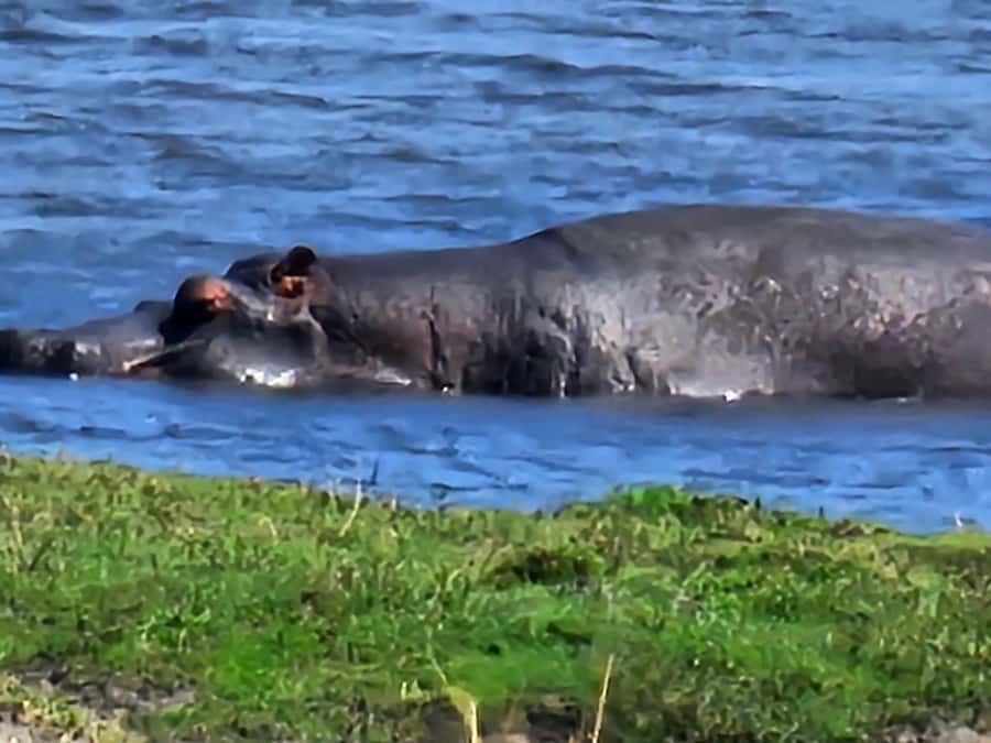 Chobe Day Trip - From Vic Falls - With Lunch (Buffet) - Morning Game Drive in Chobe: Big Mammals Are the Goal